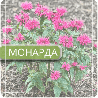 Монарда