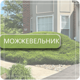 Можжевельник