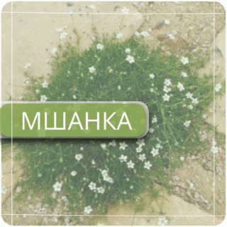 Мшанка