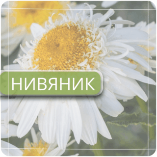 Нивяник