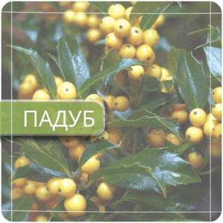 Падуб