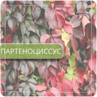 Партеноциссус