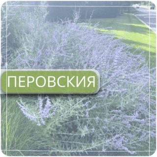 Перовския
