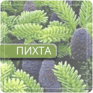 Пихта