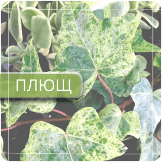 Плющ