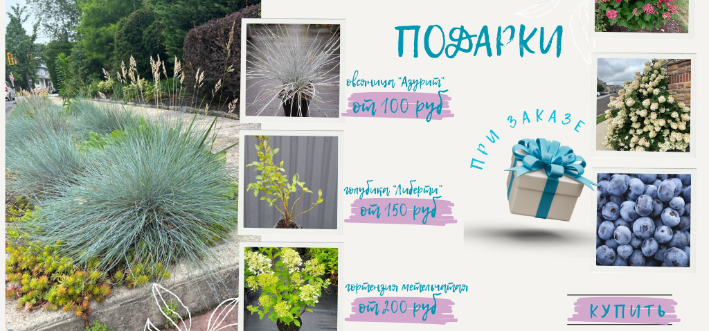Подарки