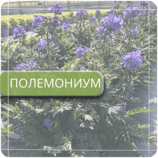 Полемониум
