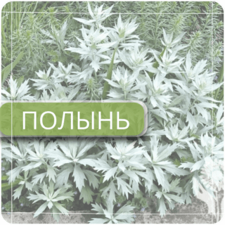 Полынь