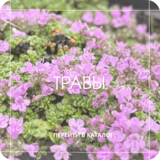 Пряноароматические травы