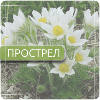 Прострел