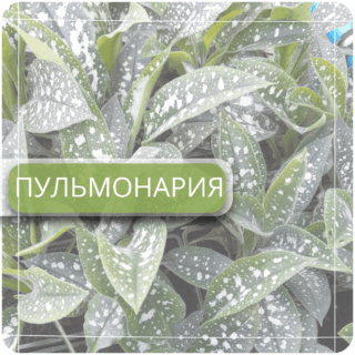 Пульмонария