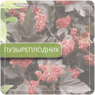 Пузыреплодник