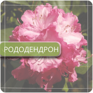 Рододендрон