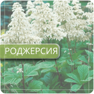 Роджерсия