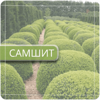 Самшит