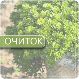 Седум (очиток)