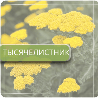 Тысячелистник