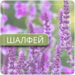 Шалфей