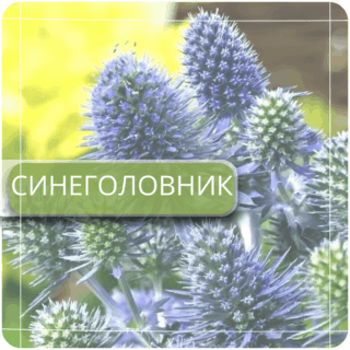 Синеголовник