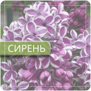 Сирень