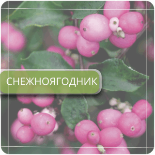 Снежноягодник