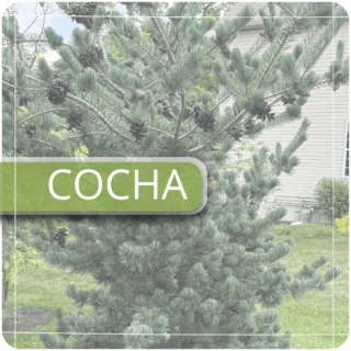 Сосна