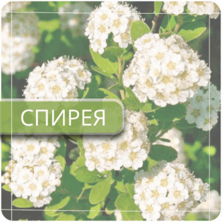 Спирея