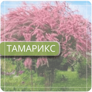 Тамарикс