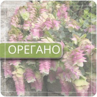 Орегано