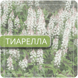 Тиарелла