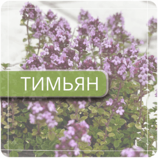 Тимьян