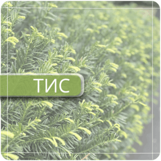 Тис