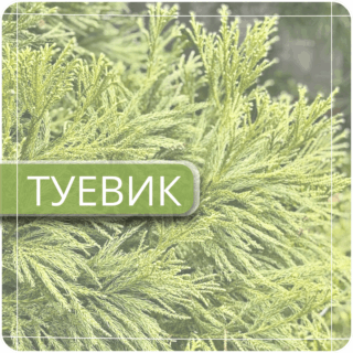 Туевик