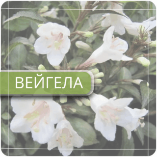 Вейгела