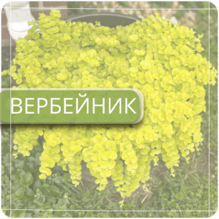 Вербейник