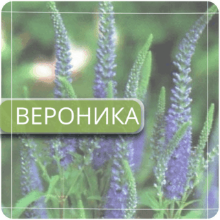 Вероника