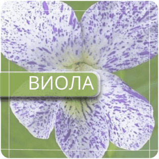 Виола