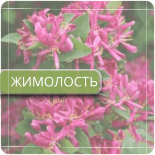 Жимолость