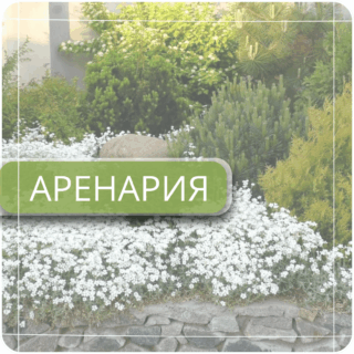 Аренария