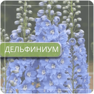 Дельфиниум