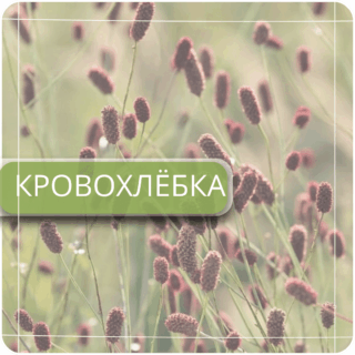 Кровохлёбка