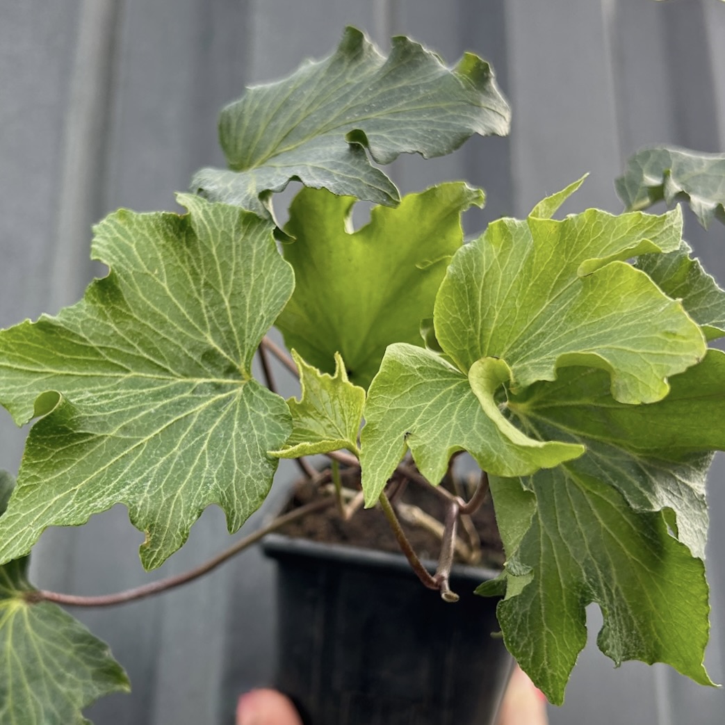 Плющ обыкновенный "Мелвен"