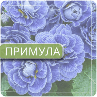 Примула