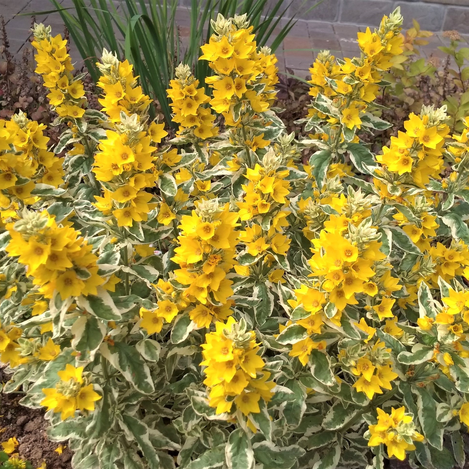 Вербейник точечный "Александр"