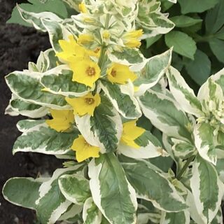 Вербейник точечный "Александр"