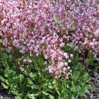 Камнеломка теневая