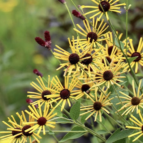 Рудбекия слабовойлочная "Генри Эллерс"