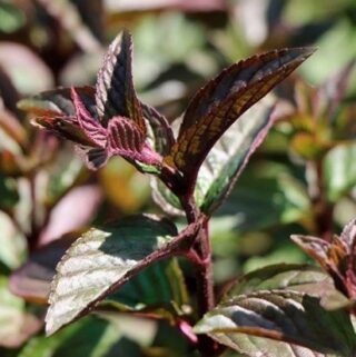 Мята перечная "Шоколад"