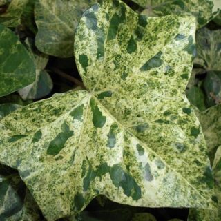 Плющ обыкновенный "Профессор Сенета"