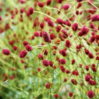 Кровохлёбка лекарственная "Арнгем"